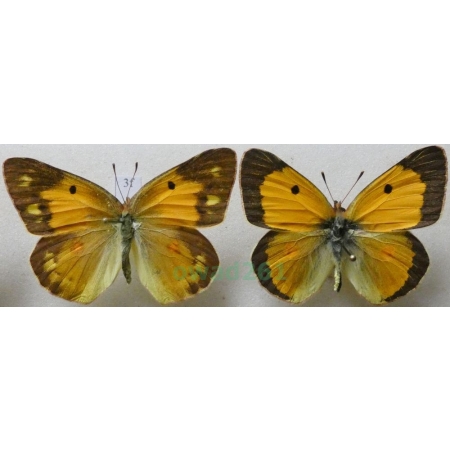 Colias croceus (Geoffroy, 1785) pair Szlaczkoń sylwetnik Czech3f